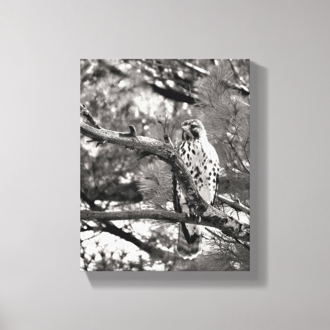 Black and White Nature Red Shouldered Hawk Canvas Print (Front)