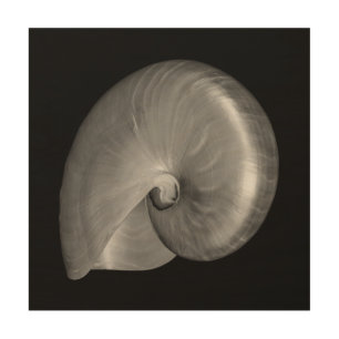 Black and White Nautilus Shell Wood Wall Decor
