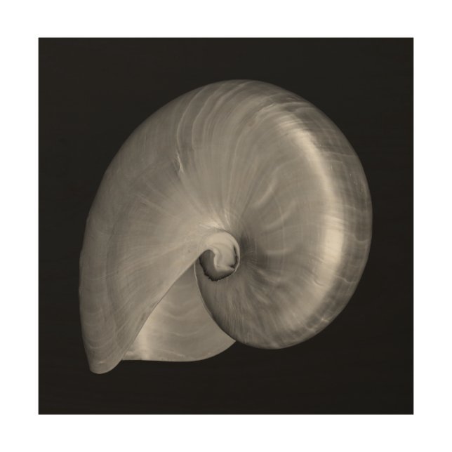 Black and White Nautilus Shell Wood Wall Decor (Front)