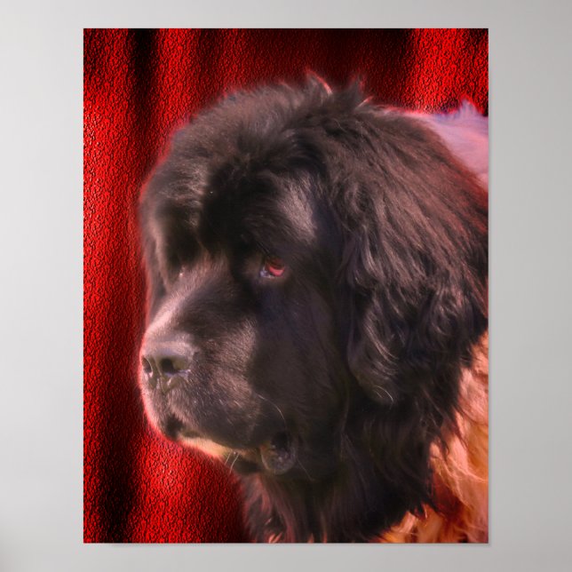 Black And White Newfoundland Dog Face  Poster (Front)