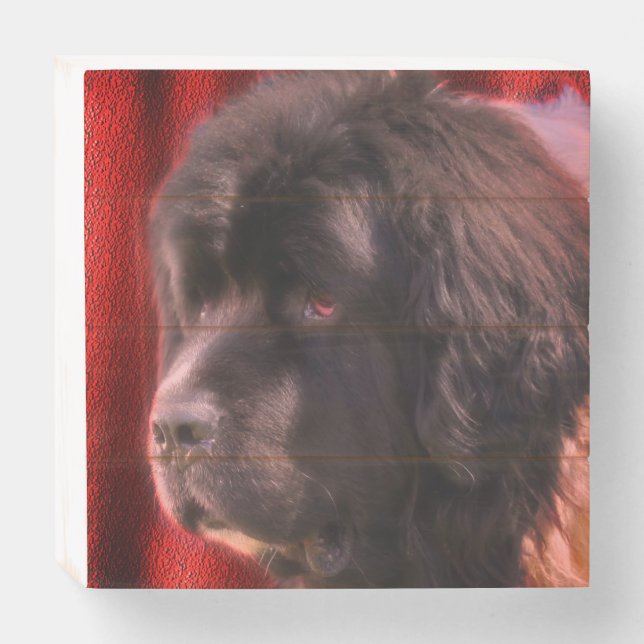 Black And White Newfoundland Dog Face  Wooden Box Sign (Front Horizontal)