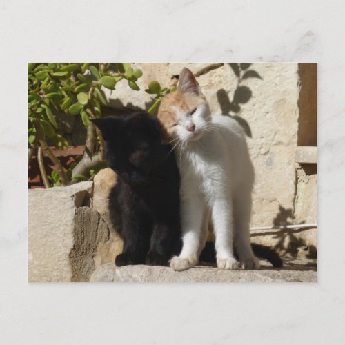 Black and white_orange cute kittens postcard