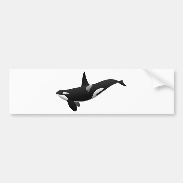 Black and White Orca Killer Whale Bumper Sticker (Front)