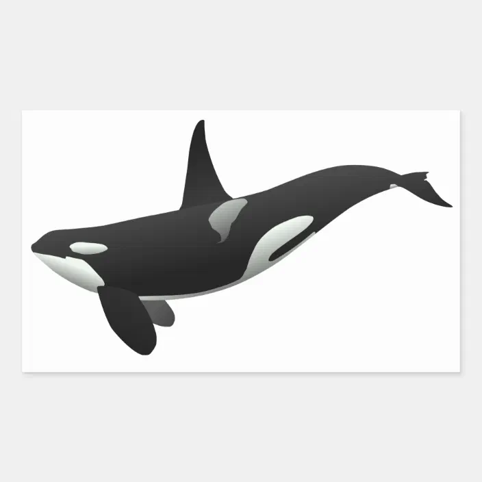 Orca Killer Whale Vinyl Stickers Orca Killer Whale Vinyl Stickers