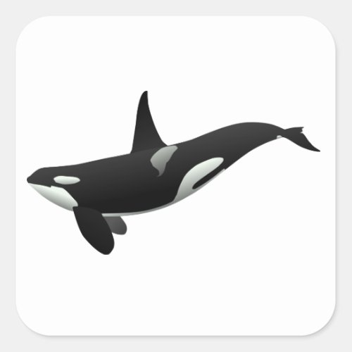 Black and White Orca Killer Whale Square Sticker