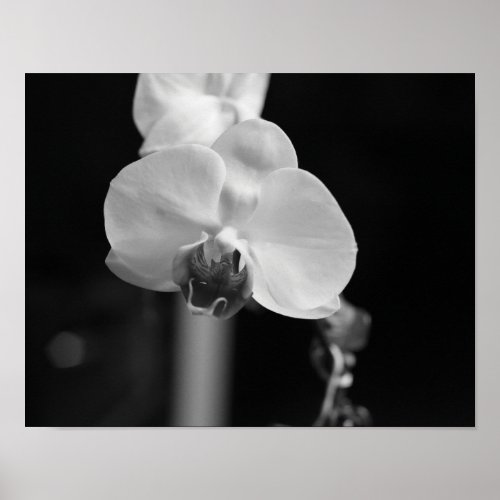 Black and White Orchid Flower Photo Poster