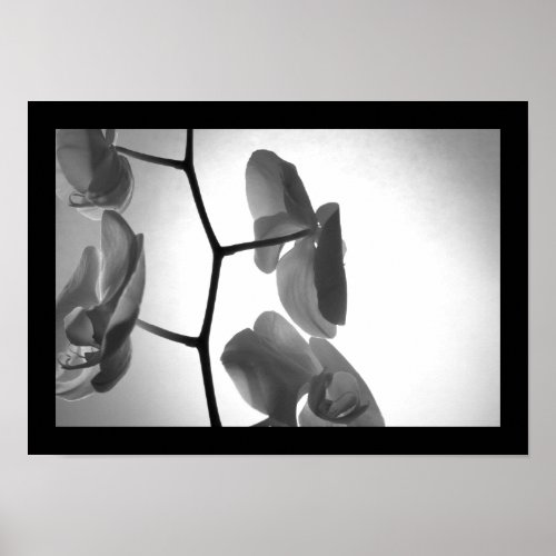 Black and White Orchids on the Stem Poster