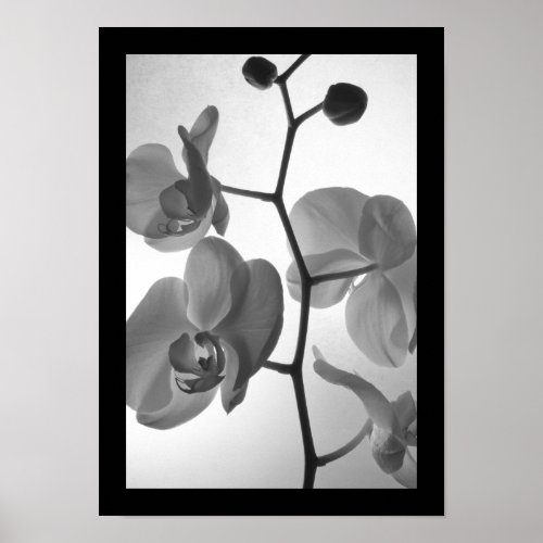 Black and White Orchids on the Stem Poster