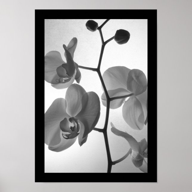 Black and White Orchids on the Stem Poster (Front)