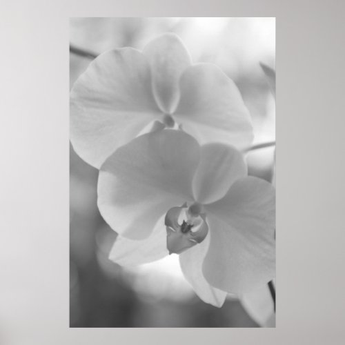 Black and White Orchids Poster