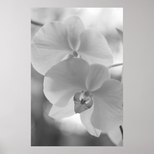 Black and White Orchids Poster (Front)