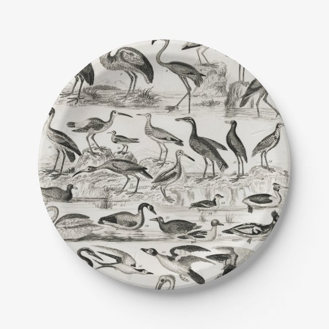 Black and white Ornithology Bird Collection Paper Plates (Front)