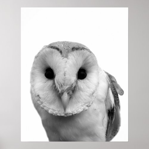 Black and white owl animal wild peekaboo photo poster