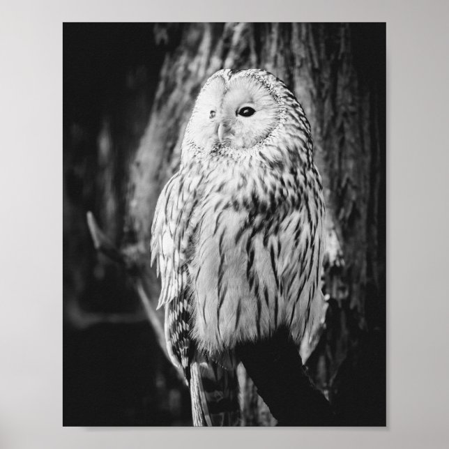 Black and White Owl Majestic Bird of Prey Poster (Front)