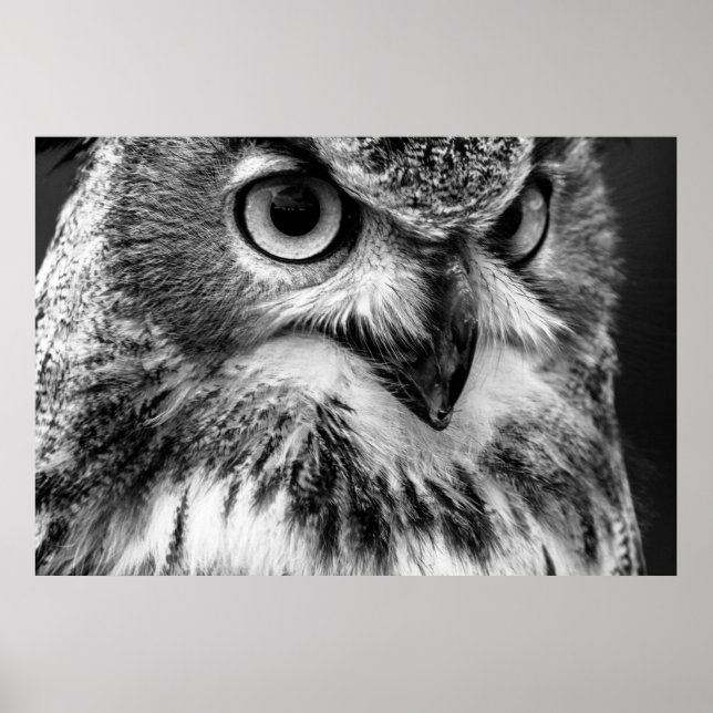 Black and White Owl Portrait Poster (Front)