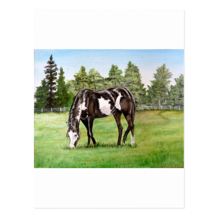 Black and White Paint horse/pony grazing in field Postcard