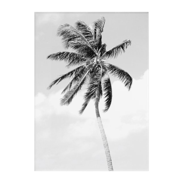 Black and white palm tree tropical summer acrylic print (Front)