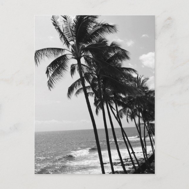 Black and White Palm Trees Postcard (Front)