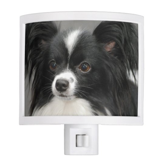 black and white papillon