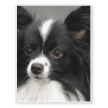 Black and White Papillon Temporary Tattoos