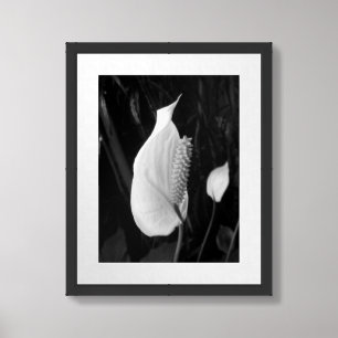 Black And White Peace Lily Photograph Framed Art