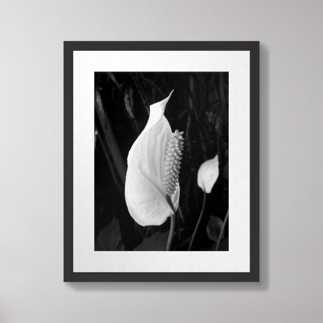 Black And White Peace Lily Photograph Framed Art (Framed Front)