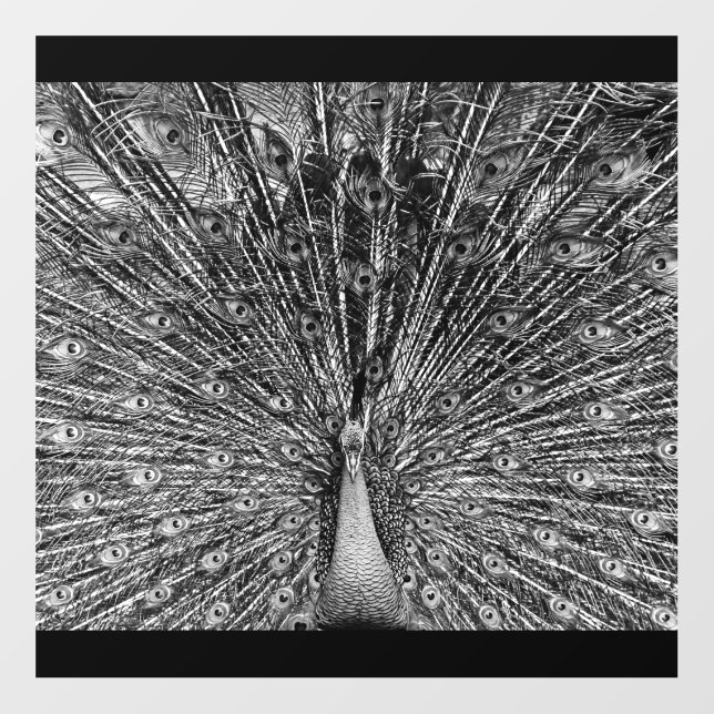 Black and White Peacock Floor Decals (Front)