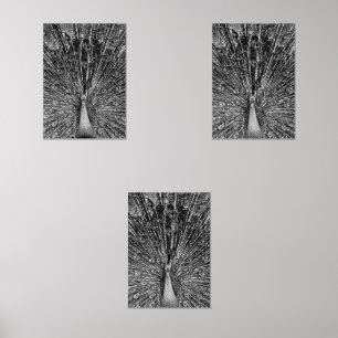 Black and White Peacock Photography Wall Art Sets