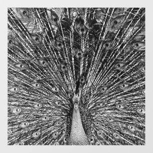 Black and White Peacock Photography Wall Decal