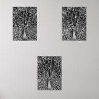 Black and White Peacock