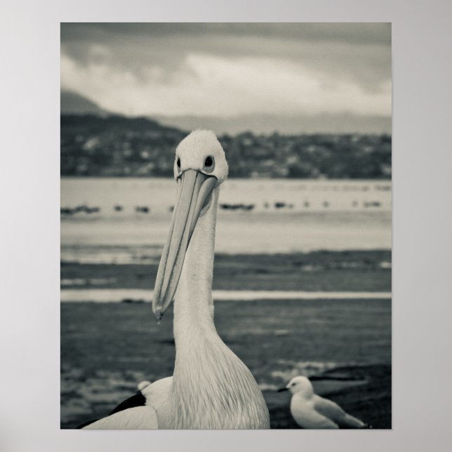 Black and White Pelican Photograph Poster (Front)