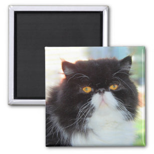 Black and White Persian Cat Magnet