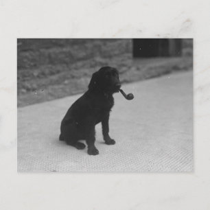 Black and White Photo Dog Smoking Pipe Postcard