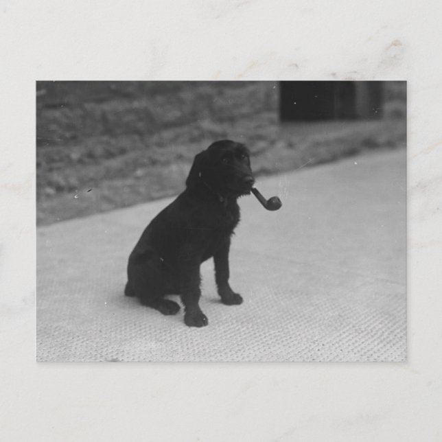 Black and White Photo Dog Smoking Pipe Postcard (Front)