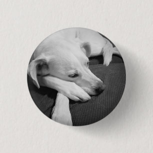 Black and White Photo of a Beautiful Dog Sleeping Button