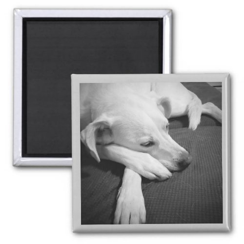 Black and White Photo of a Beautiful Dog Sleeping Magnet