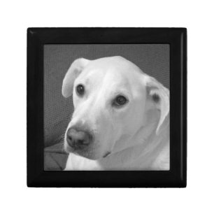 Black and White Photo of a Beautiful Soulful Dog Gift Box