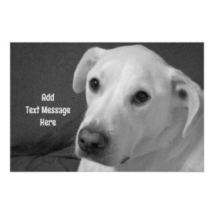 Black and White Photo of a Beautiful Soulful Dog Poster
