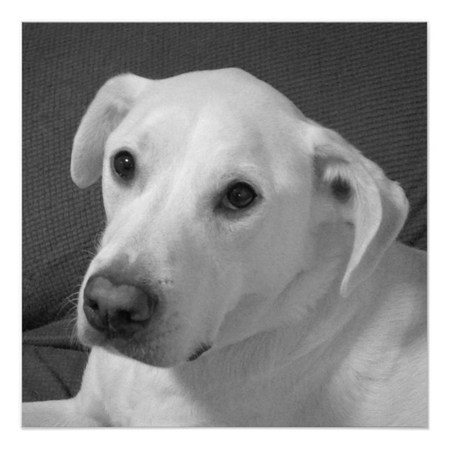 Black and White Photo of a Beautiful Soulful Dog Poster (Front)