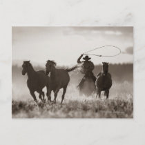 Black and White photo of a Cowboy Lassoing Horses Postcard