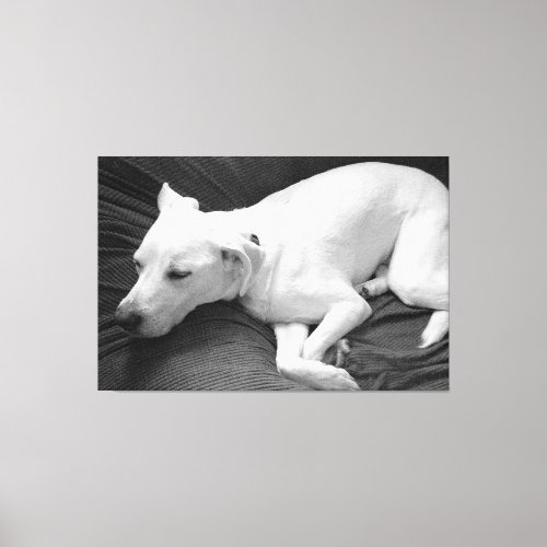 Black and White Photo of Beautiful Dog Sleeping Canvas Print