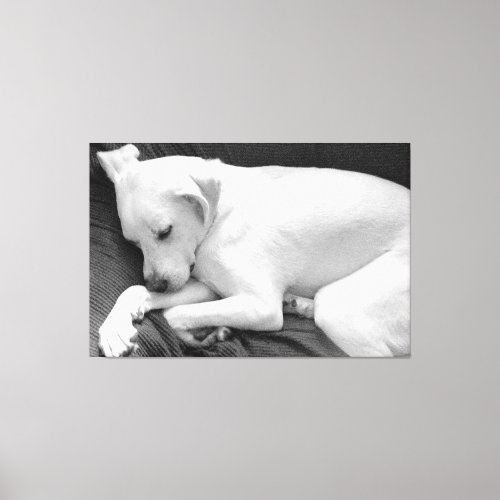 Black and White Photo of Cute Dog Sleeping Canvas Print