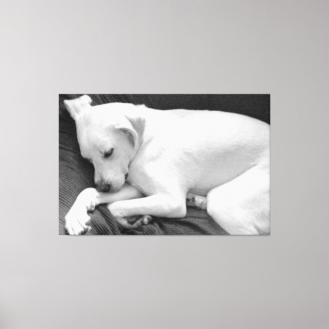 Black and White Photo of Cute Dog Sleeping Canvas Print (Front)