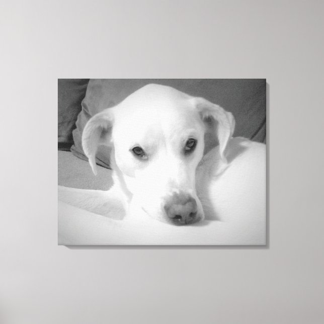 Black and White Photo of Labrador Mix Dog Canvas Print (Front)
