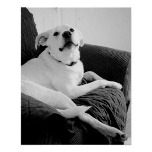 Black and White Photo of Talking Dog Print