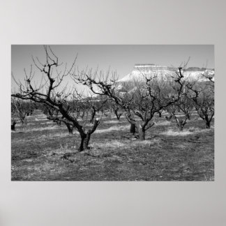 Black and White Photo Poster Spring Landscape