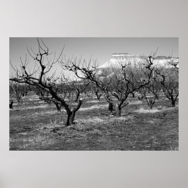 Black and White Photo Poster Spring Landscape (Front)