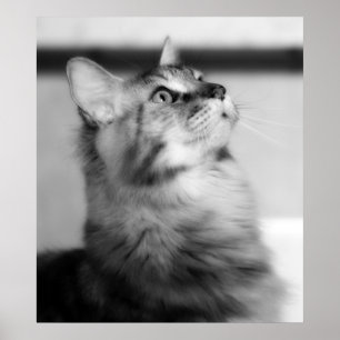 Black And White Photograph Maine Coon Kitten Poster