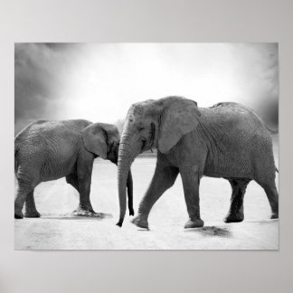 Black and White Photograph of African Elephants Poster