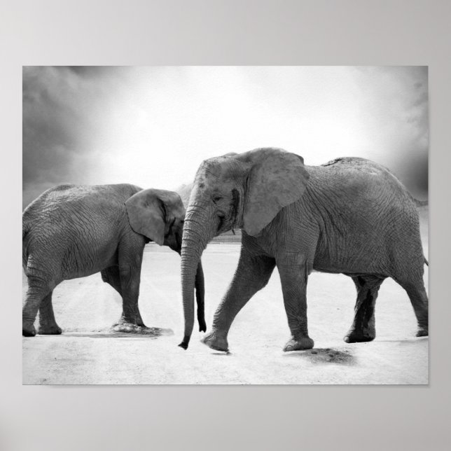 Black and White Photograph of African Elephants Poster (Front)